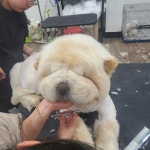 충남애견미용학원