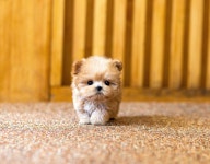 유앤미펫 강아지분양 고양이분양 시흥점