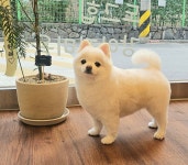 도그힙