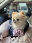 몽이네펫택시