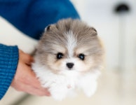 유앤미펫 강아지분양 고양이분양 시흥점