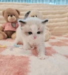 대구고양이분양 퍼스트캣 대구점