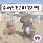 서촌동댕번지 애견 호텔&유치원&카페