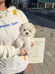 우아퍼피 강서점