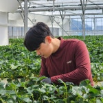 농대생이 키운 딸기 농장