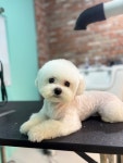 멍라운지24 데이케어 애견미용호텔 애견카페 인천점