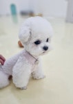 바우와우 펫살롱