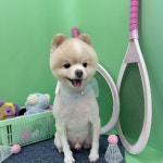 샤멍샤멍 반려견미용실