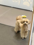프롬유어독