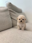 부산강아지분양 유독