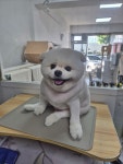 멍미용