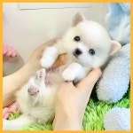 퍼피캣 강아지분양 인천루원시티점