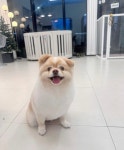 하늘펫살롱