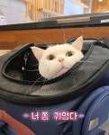 뜰안에냥