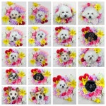 견학당 애견유치원&애견호텔