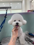 지구별댕댕이
