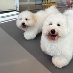 부산애견호텔 댕컨하우스