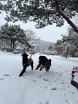레티피코