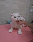뜰안에냥