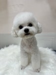 푸비살롱