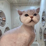 뜰안에냥