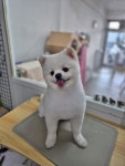 멍미용