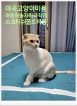 야옹아놀자 마곡직영점