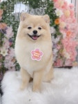 웰니스펫뷰티 오그루밍
