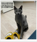 야옹아놀자 마곡직영점