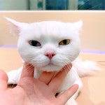 무마취고양이미용실반할고양