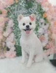 웰니스펫뷰티 오그루밍
