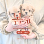 똥강아지 김해강아지분양 고양이분양