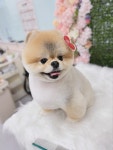 웰니스펫뷰티 오그루밍
