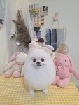 유얼마이독