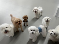 생글댕글 강아지 유치원