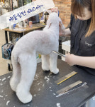 댕글하우스