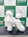유앤라이즈애견미용학원