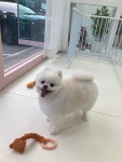 동글하개