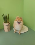 포도독