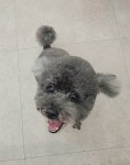 포도독