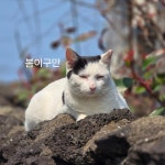 이디완