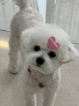 살롱 드 왈왈
