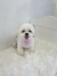 더빛나개