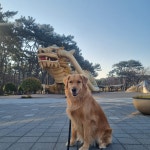 [ 구몽가개 ] 소규모 대형견 유치원 / 호텔링