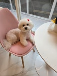 봄이네 펫살롱