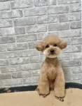 더빛나개