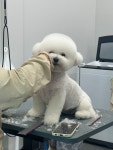 코이펫