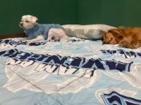 드르롱 애견호텔