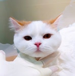무마취고양이미용실반할고양