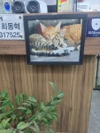 연가s.꼬막짬뽕